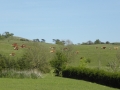 MAJ - 16. maj. Køerne kommer på græs